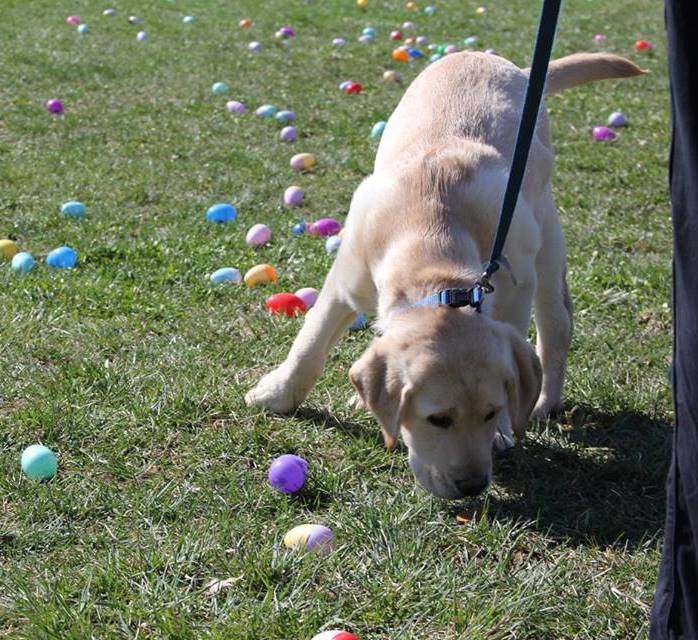 Dog Easter Egg Hunt