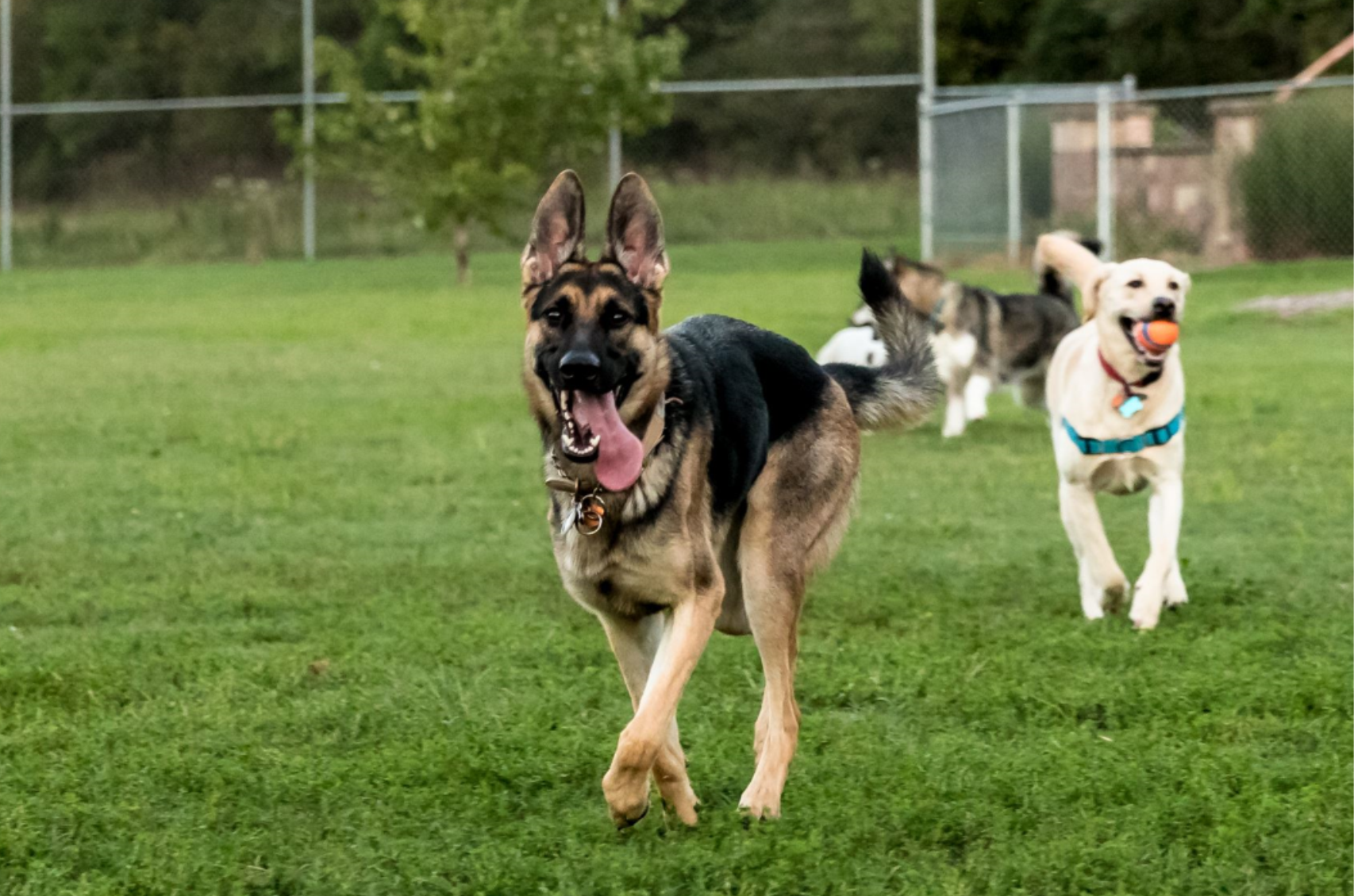 dog park cropped